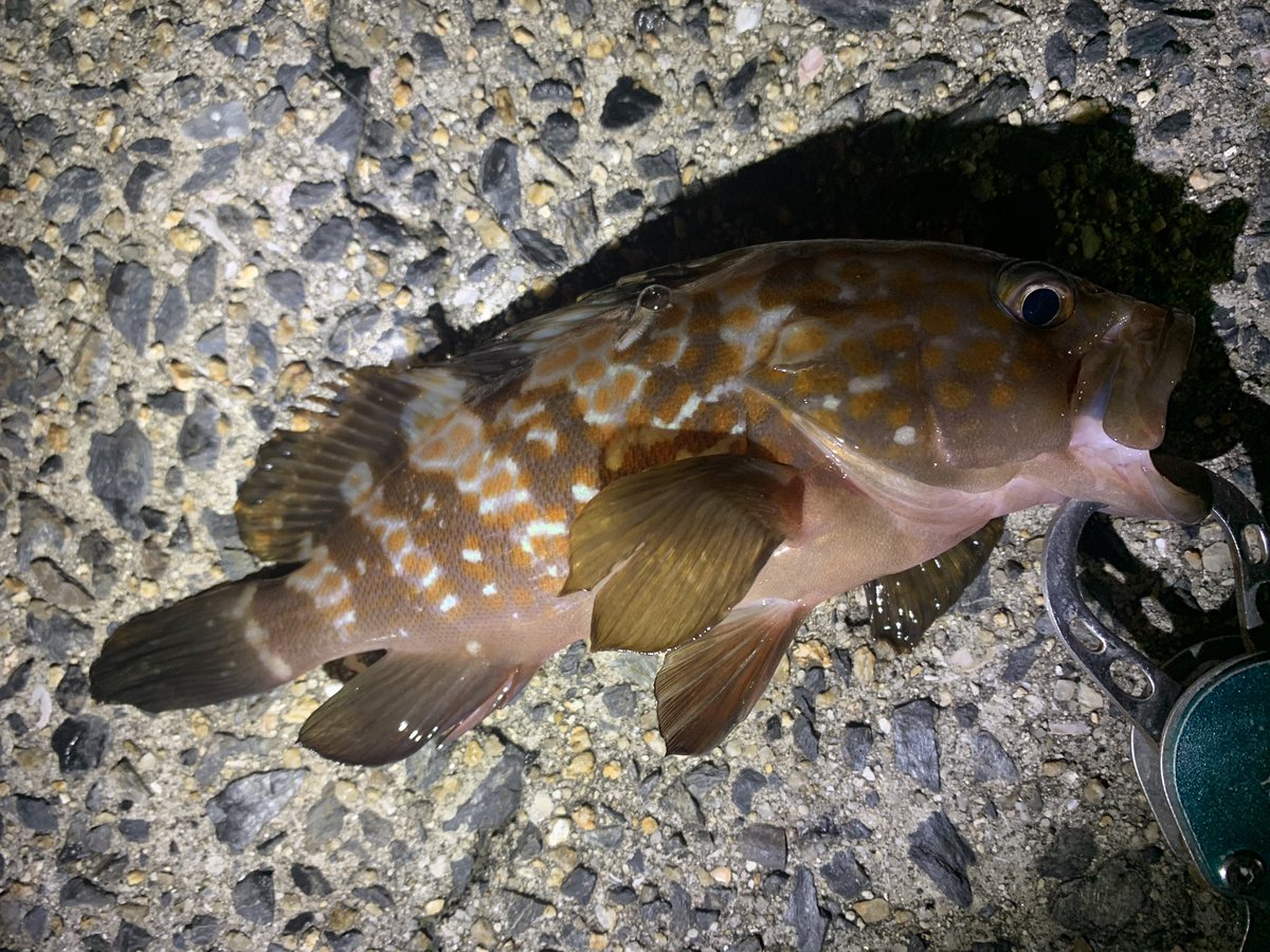 10Doken's tweet photo. リリースサイズの赤ちゃんキジハタ君が2匹来てくれましたᐠ(  ᐢ ᵕ ᐢ )ᐟ
テキサスアンカーにアジングで😅 https://t.co/qZ3fTyEhI7