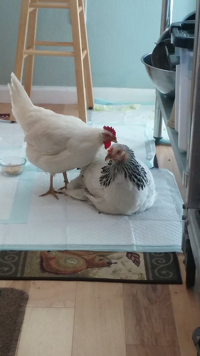 ANNEKENNEY16's tweet photo. @peta @Walmart Chickens are amazing as pets, as friends & as loved ones. To confine them to cages, torture & brutally slaughter them for eggs is pure evil. Humans have become monsters on the planet. It's inconceivable how we can do this to fellow earthlingsโฅ๏ธ๐๐ฅ#EggsKill #FriendsNotFood https://t.co/oDCAu6vmAU
