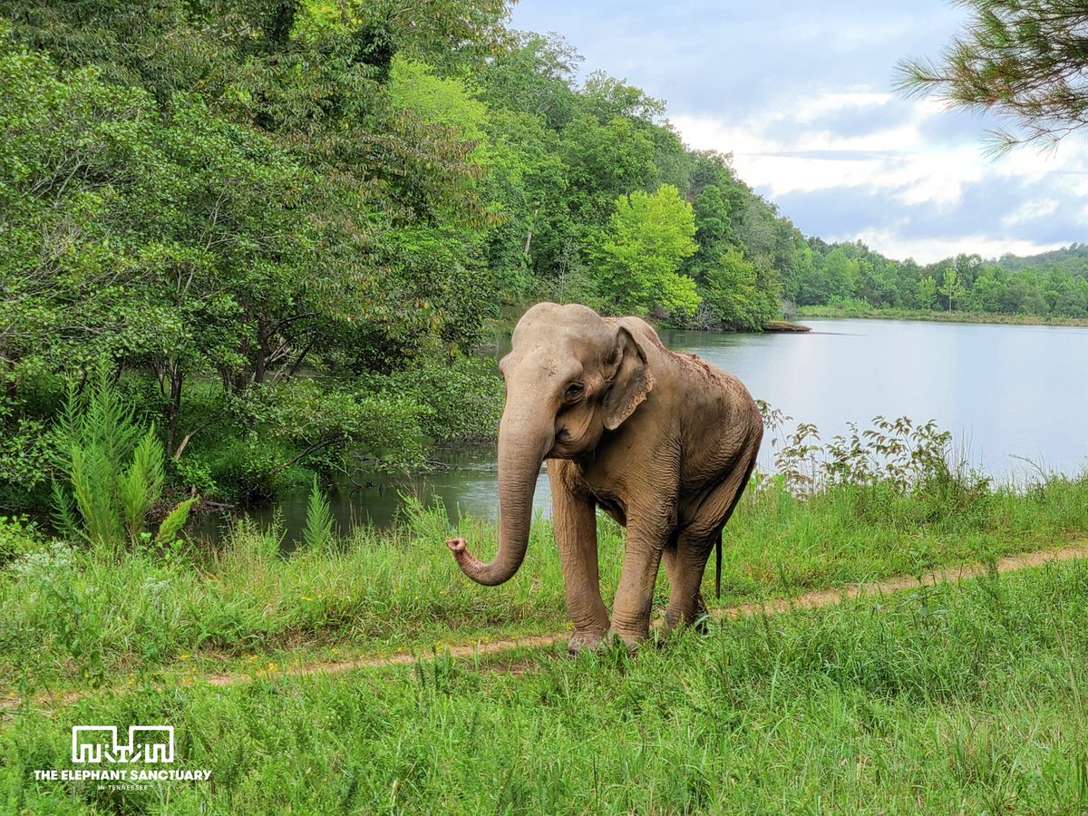 ElephantsTN's tweet photo. Shirley continues to spend much of her time down at the lake, occasionally making trips up to North Trough too. All of us at The Sanctuary wish you a happy and safe #LaborDay! https://t.co/p7pmcvGm1W