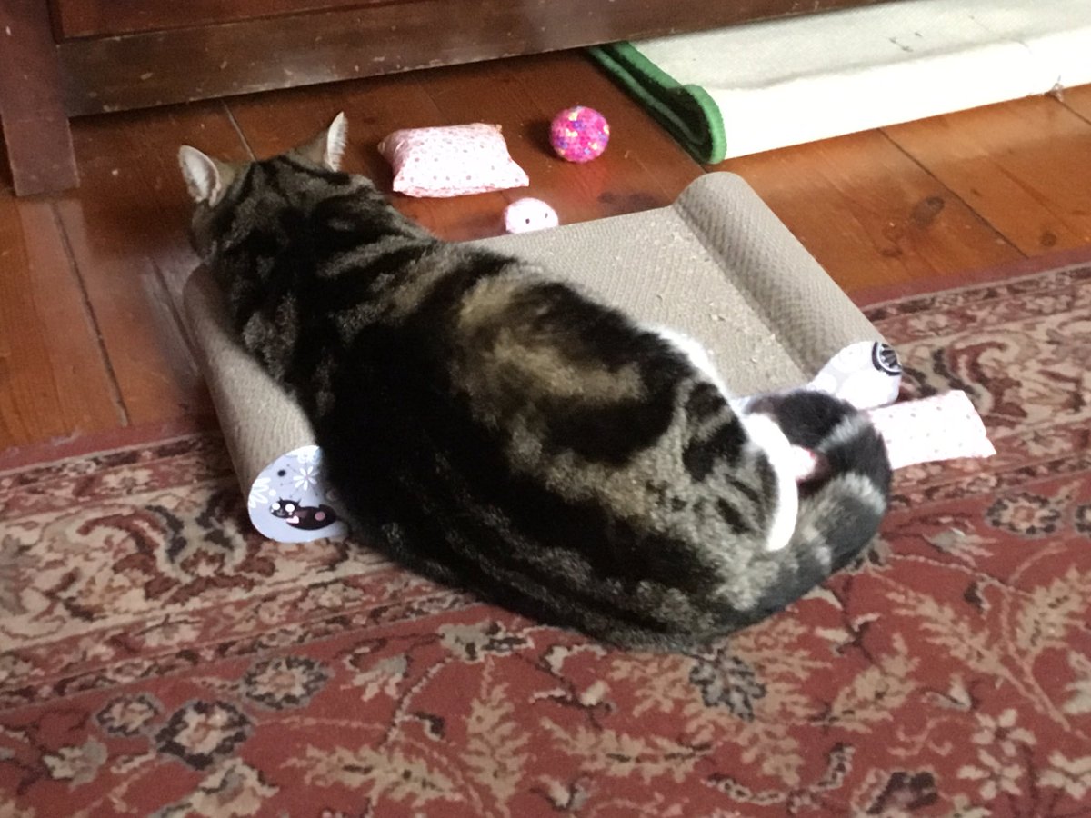 Dollythercat's tweet photo. In a huff!
Room being emptied for redecoration.
No one asked me!
#huffy #havingastrop #talktothetail #cattitude #MondayMood #CatsOfTwitter https://t.co/on4xqfsLSJ