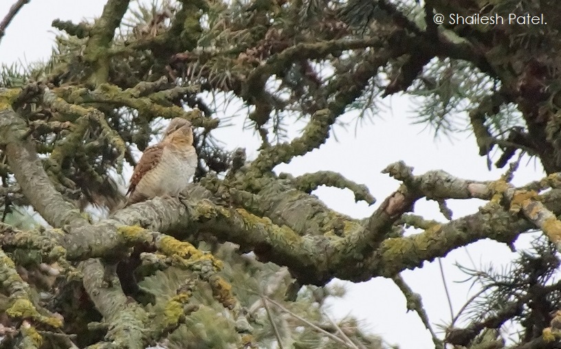 Shailesh Patel tweet media