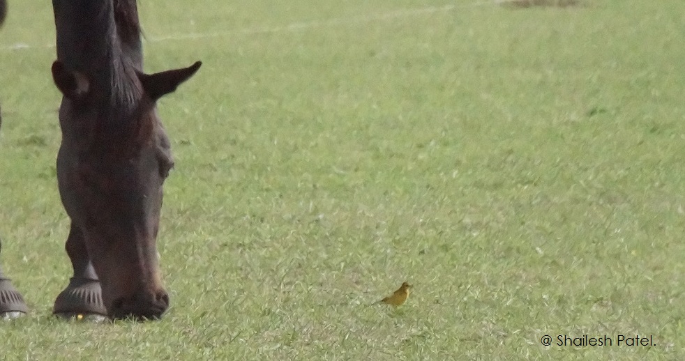 Shailesh Patel tweet media