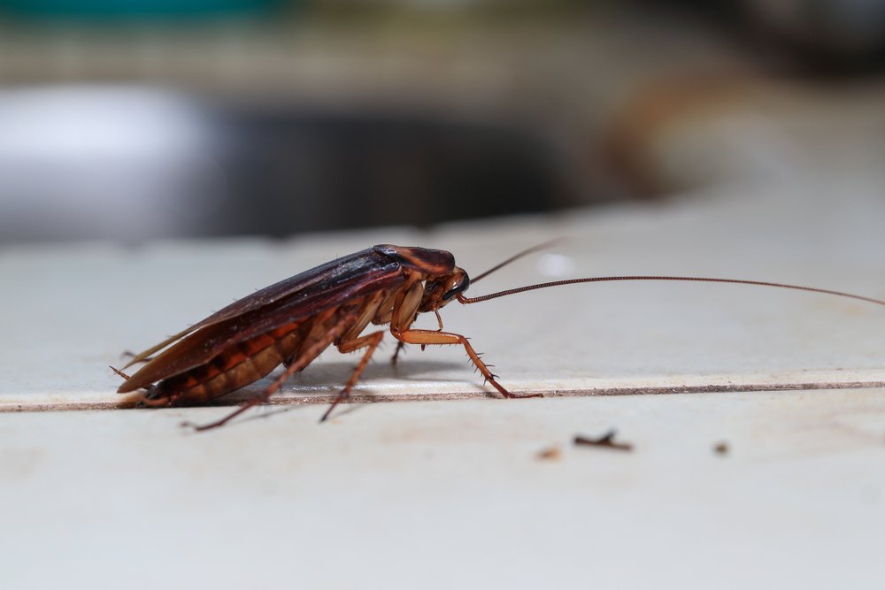 gotbugsextermin's tweet photo. If you notice this subtle sign, it could be an indication that your home is infested with cockroaches: https://t.co/l4V4uvNVGb https://t.co/KIB6VfNM6I