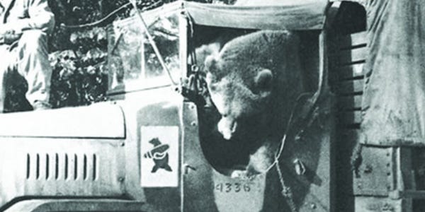 hearthspell's tweet photo. Wojtek was drafted into the Polish army in 1943 in the rank of Private. He hauled heavy ammo between camps, and caught an enemy spy, earning him the rank of Corporal. In 1947 he retired to the Edinburgh Zoo, where his fellow soldiers regularly visited. He was also a literal bear. https://t.co/uEkNucAs9i
