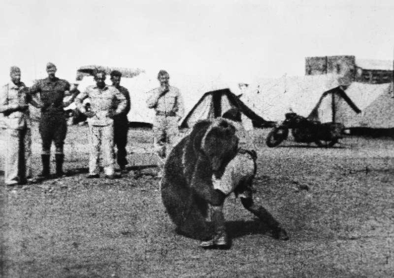 hearthspell's tweet photo. Wojtek was drafted into the Polish army in 1943 in the rank of Private. He hauled heavy ammo between camps, and caught an enemy spy, earning him the rank of Corporal. In 1947 he retired to the Edinburgh Zoo, where his fellow soldiers regularly visited. He was also a literal bear. https://t.co/uEkNucAs9i