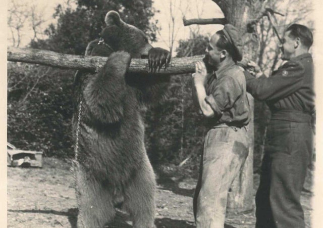 hearthspell's tweet photo. Wojtek was drafted into the Polish army in 1943 in the rank of Private. He hauled heavy ammo between camps, and caught an enemy spy, earning him the rank of Corporal. In 1947 he retired to the Edinburgh Zoo, where his fellow soldiers regularly visited. He was also a literal bear. https://t.co/uEkNucAs9i
