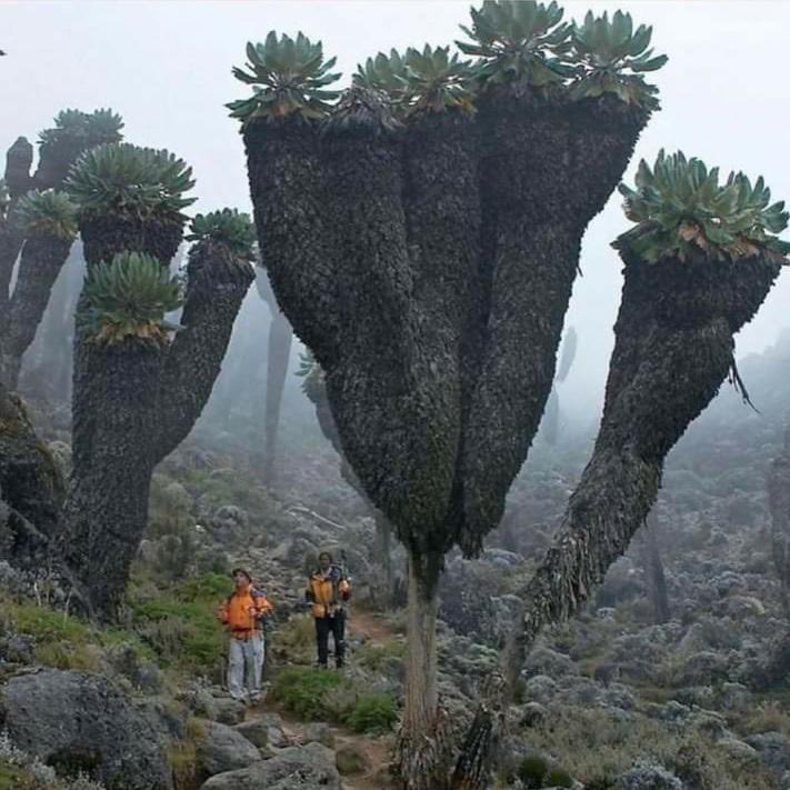ConFactor's tweet photo. Giant groundsels, prehistoric plants found on top of Mt. Kilimanjaro https://t.co/V4vHyYNsR6