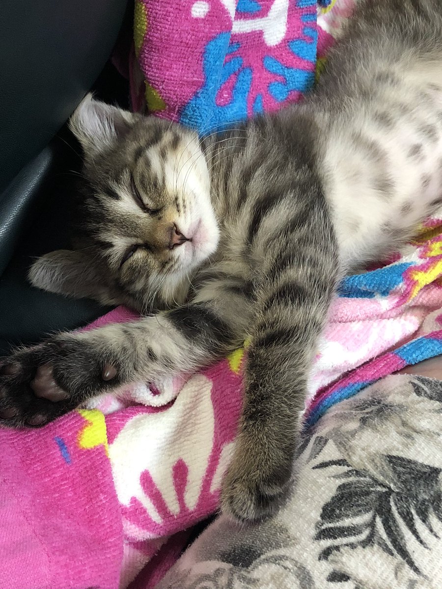 mei7522's tweet photo. 子猫買い始めました https://t.co/k4fv1JDe3G