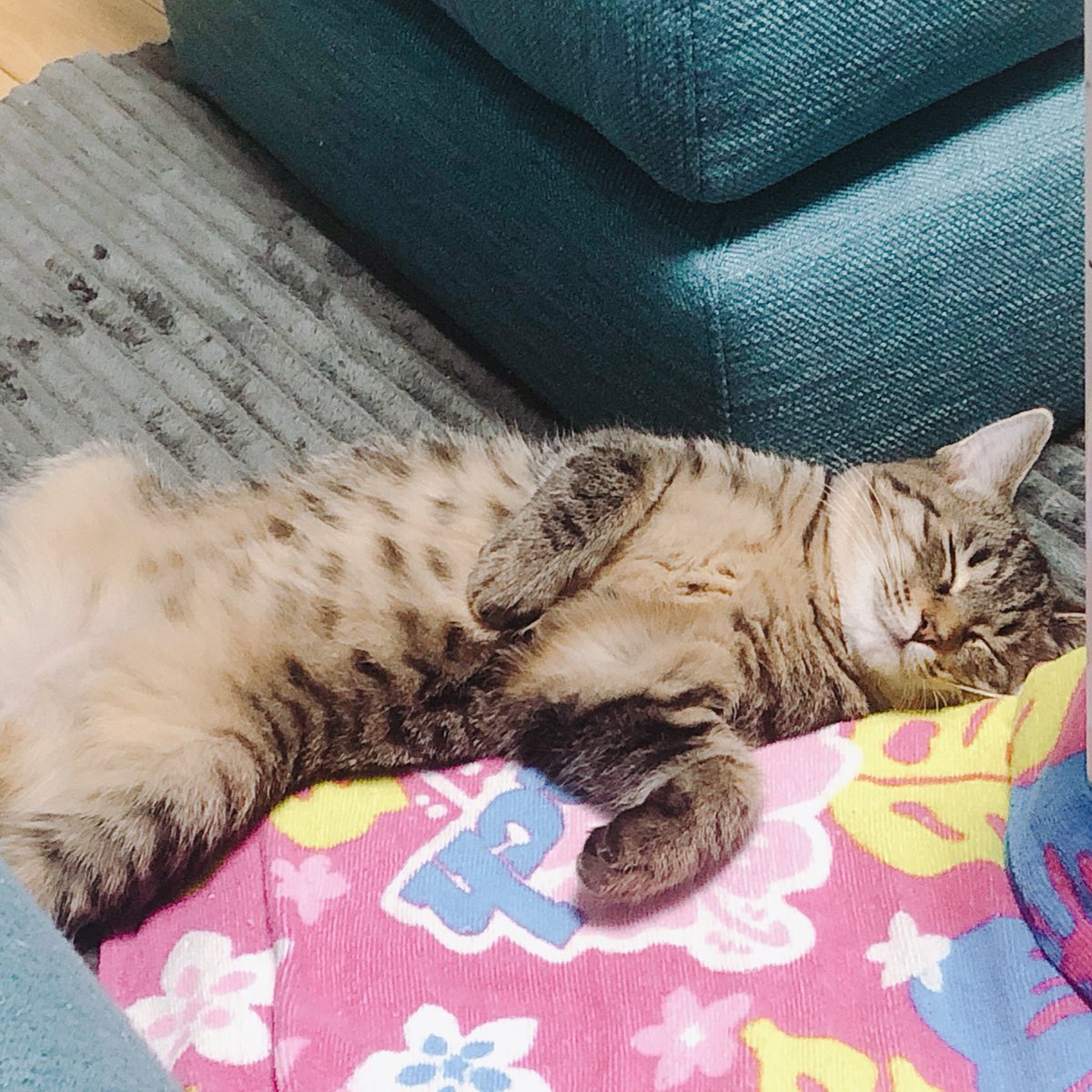 mei7522's tweet photo. 子猫買い始めました https://t.co/k4fv1JDe3G