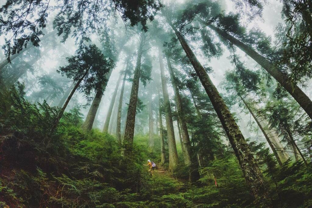 jpelletier's tweet photo. Climbing through a cloud towards Paton Peak this weekend. #runwildvan https://t.co/A90nABhgmJ https://t.co/XFzsJtsyFu