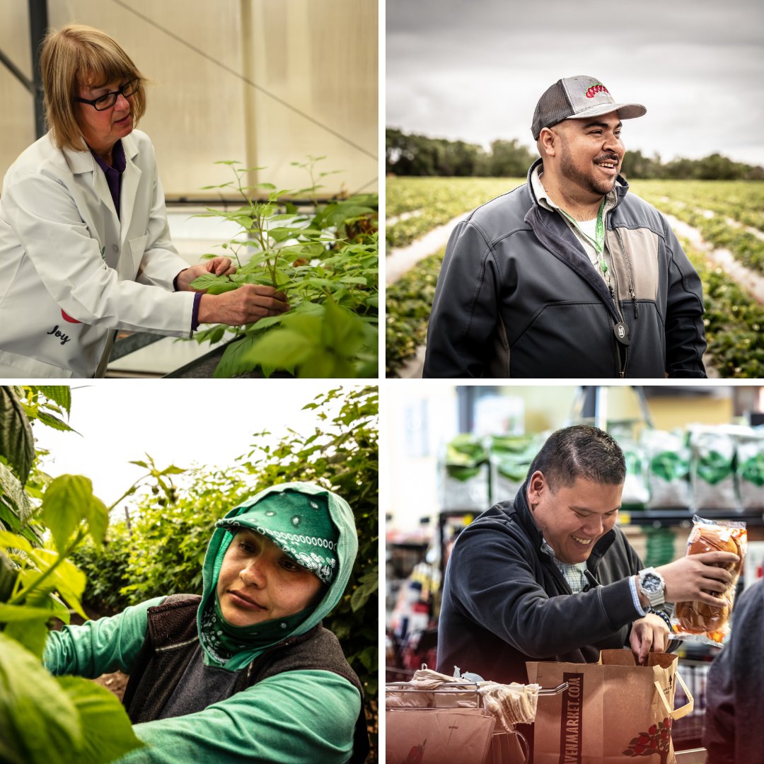 driscollsberry's tweet photo. We dedicate #LaborDay to celebrating the many #essentialworkers in our enterprise who continue to deliver fresh, healthy #berries to families around the world- especially during these unprecedented times. We are grateful for everything they do, today and every day. https://t.co/bxZZ9fUN4Q