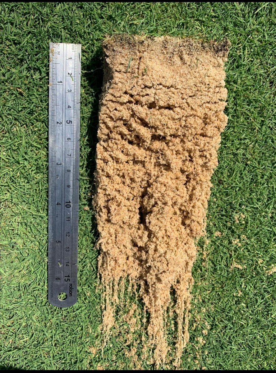 ProfileGavin's tweet photo. "you're gonna need a bigger ruler.." 6 weeks after seeding, the root system of a Profile Porous Ceramic amended rootzone at The San Roque Club. Credit to Robert Bell and @TurfgrassC #agronomy #PureSelect #rootsloveair https://t.co/GpPqxR68oQ