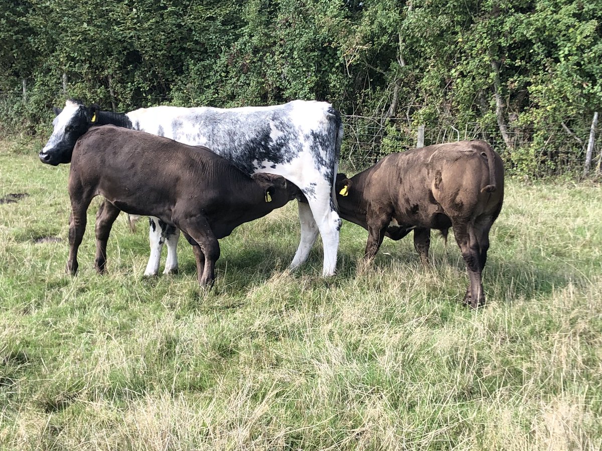 Defenderdriver7's tweet image. Everyone is hitting the milk bars today with no #socialdistancing!