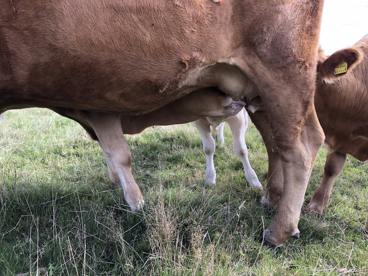 Defenderdriver7's tweet image. Everyone is hitting the milk bars today with no #socialdistancing!