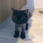 猫をペットサロンに連れて行ったら？ムートンブーツ履かされた!？