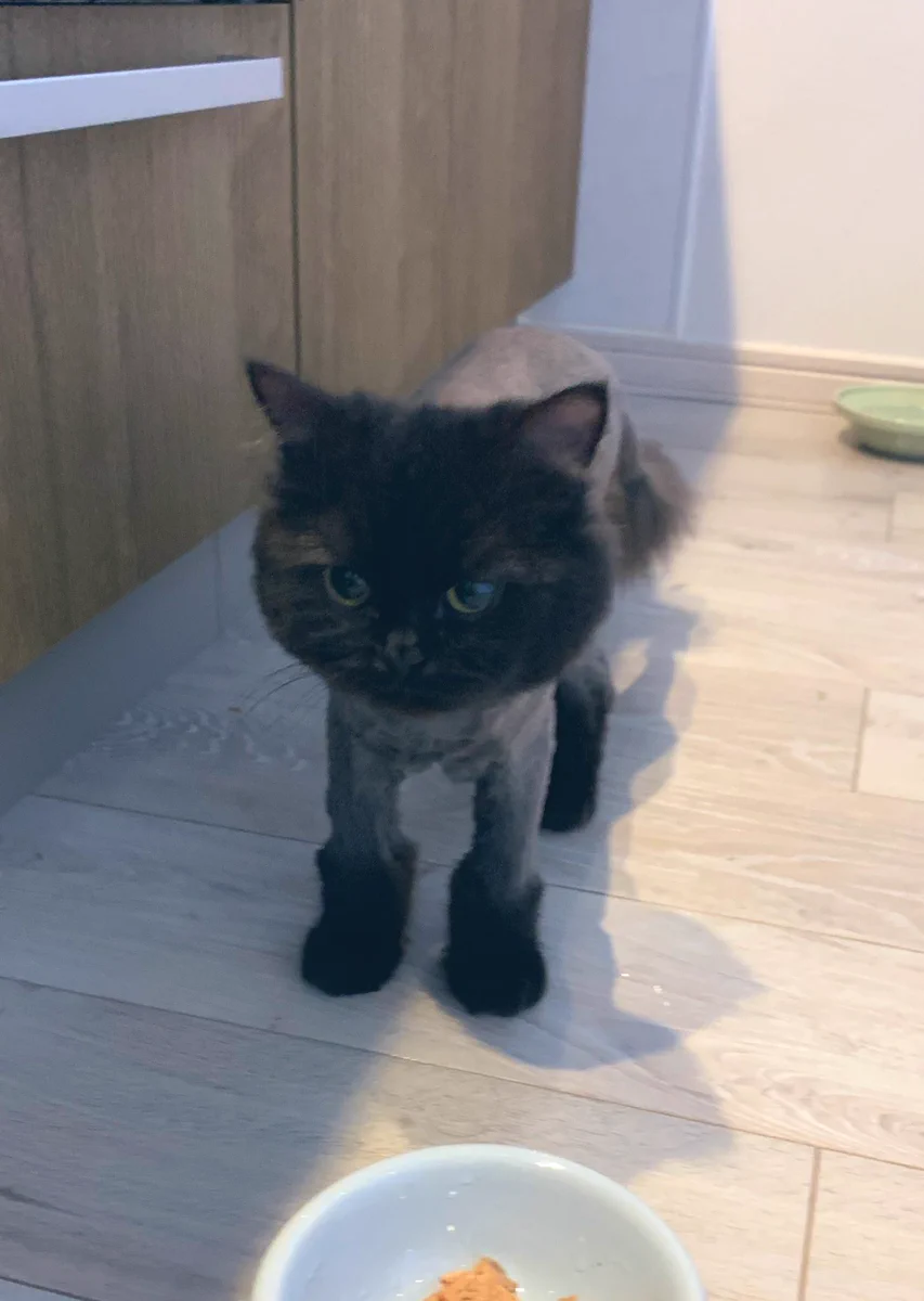 猫をペットサロンに連れて行ったら？ムートンブーツ履かされた！？