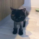 猫をペットサロンに連れて行ったら？ムートンブーツ履かされた!？