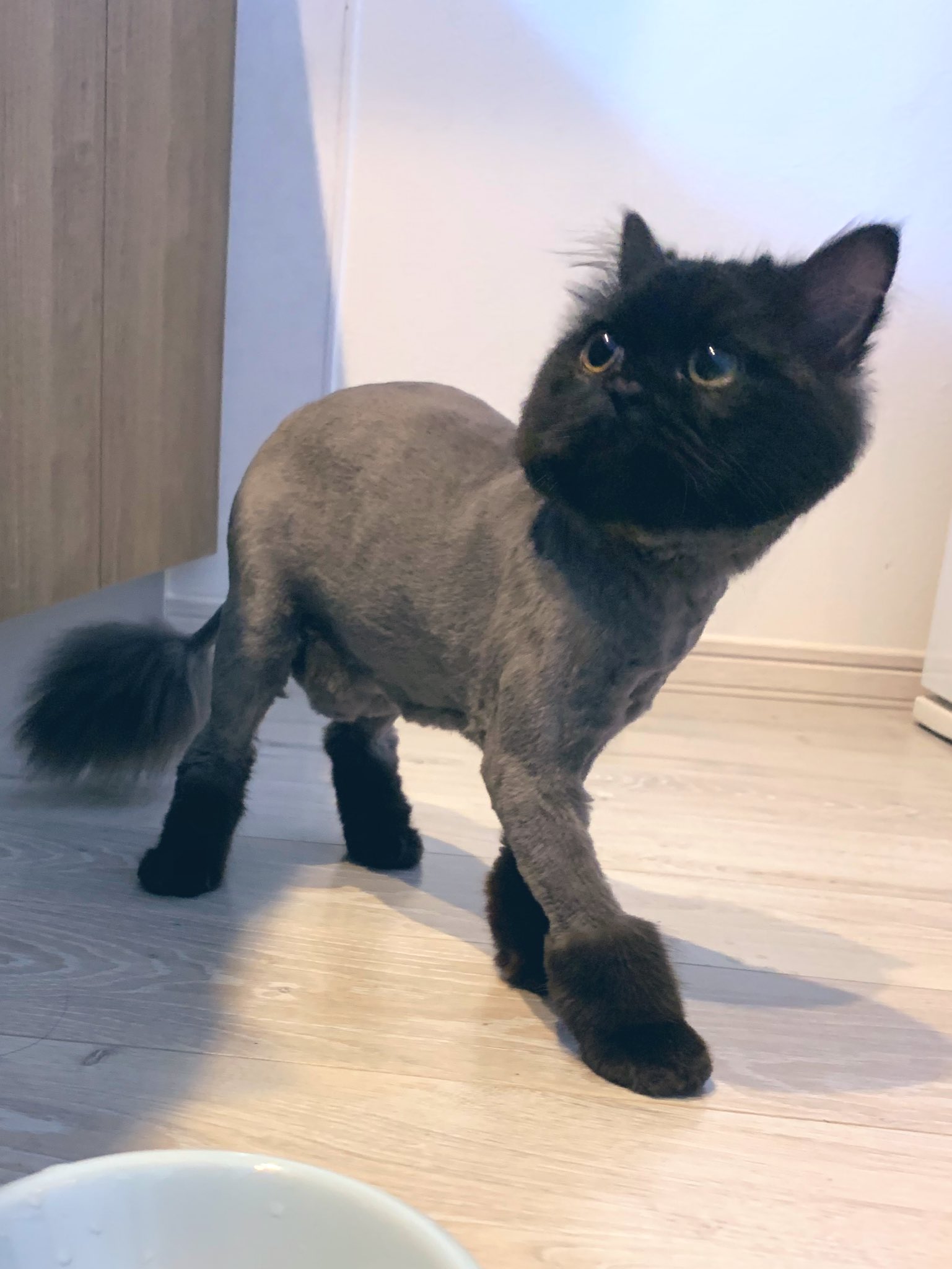 猫をペットサロンに連れて行ったら ムートンブーツ履かされた 話題の画像プラス 猫をペットサロンに連れて行ったら ムートンブーツ履かされた 話題の画像プラス