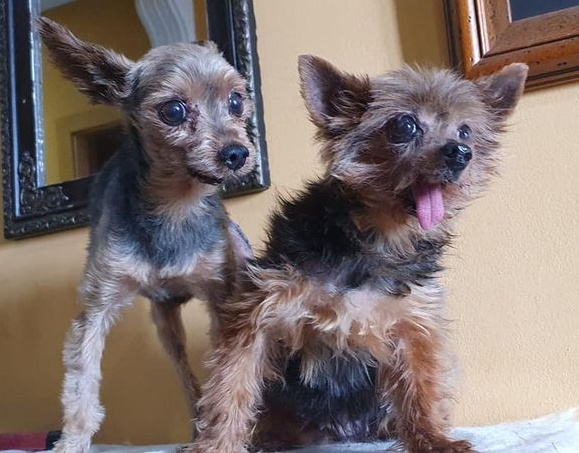 SosAbuelos1's tweet image. #DUELE... ESTA IMPOTENCIA #DUELE!, DE VERDAD 😖

MIKA (11 AÑITOS) &amp;amp; OLMO (12) CIUDAD REAL
Los tiene una sra que necesita nuestra ayuda para encontrarles hogar

Ni tienen mandíbula abajo

Esos muñecos buscan una oportunidad. ¿Verdad que no les vamos a fallar?🙏

640232986 WhatsApp