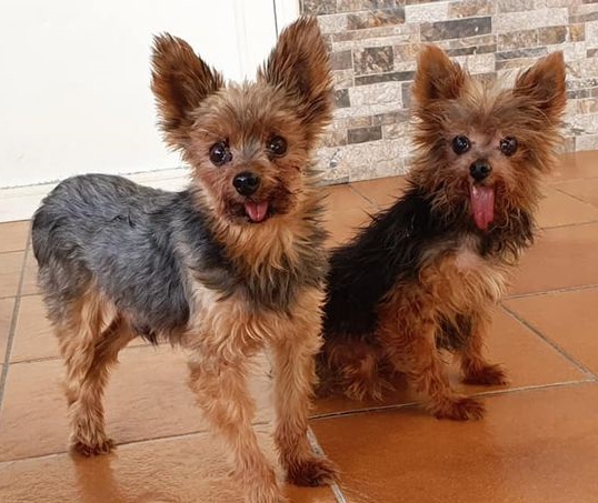 SosAbuelos1's tweet image. #DUELE... ESTA IMPOTENCIA #DUELE!, DE VERDAD 😖

MIKA (11 AÑITOS) &amp;amp; OLMO (12) CIUDAD REAL
Los tiene una sra que necesita nuestra ayuda para encontrarles hogar

Ni tienen mandíbula abajo

Esos muñecos buscan una oportunidad. ¿Verdad que no les vamos a fallar?🙏

640232986 WhatsApp