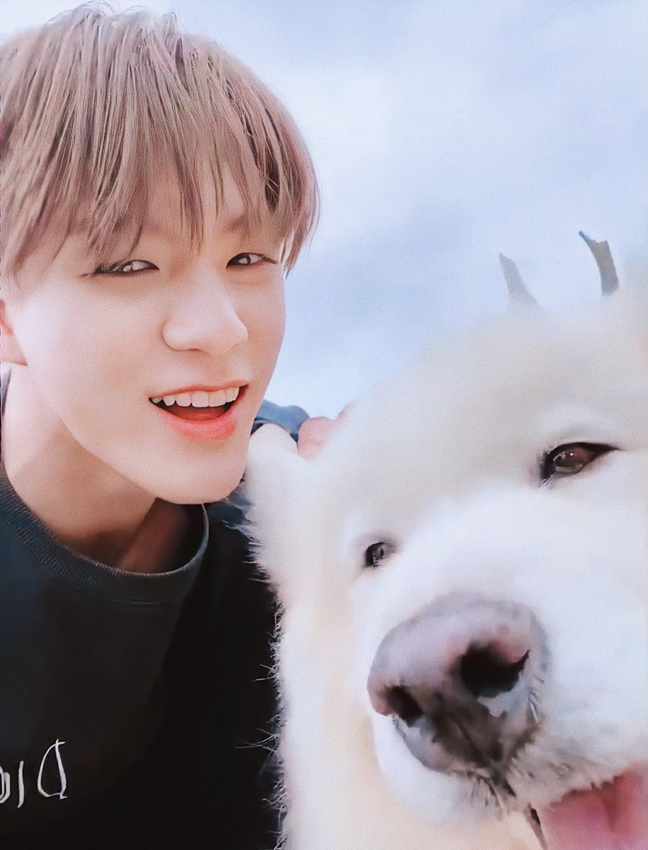 ปรับชัด + แต่งสีเรียบร้อย มีซามอยด์ 2 ร่างแหน่ะ .◜◡◝ 🐶🤍