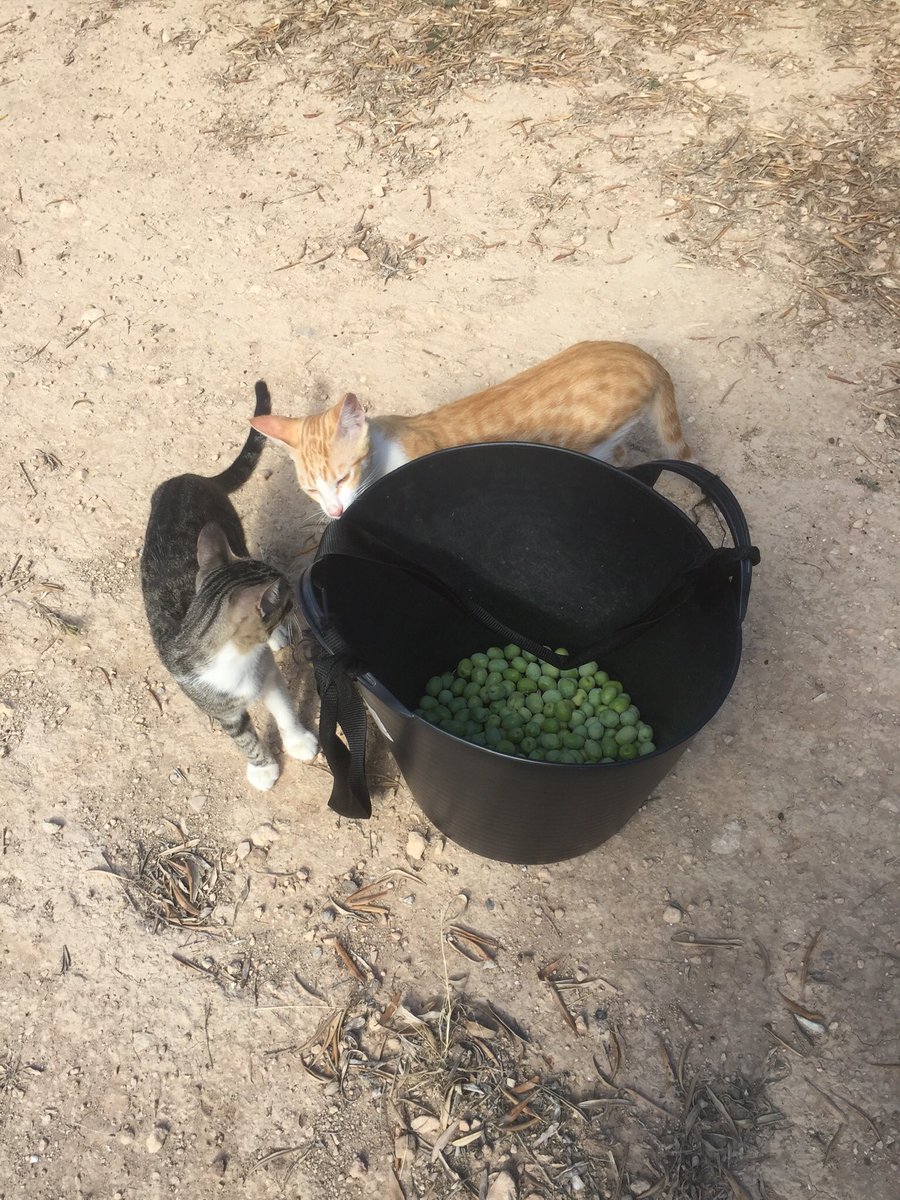 BrigittePowell1's tweet photo. Our Spanish eating olives. Picked by humans. Quality control by kittens 😊🇪🇸 https://t.co/yfTtc28RfI
