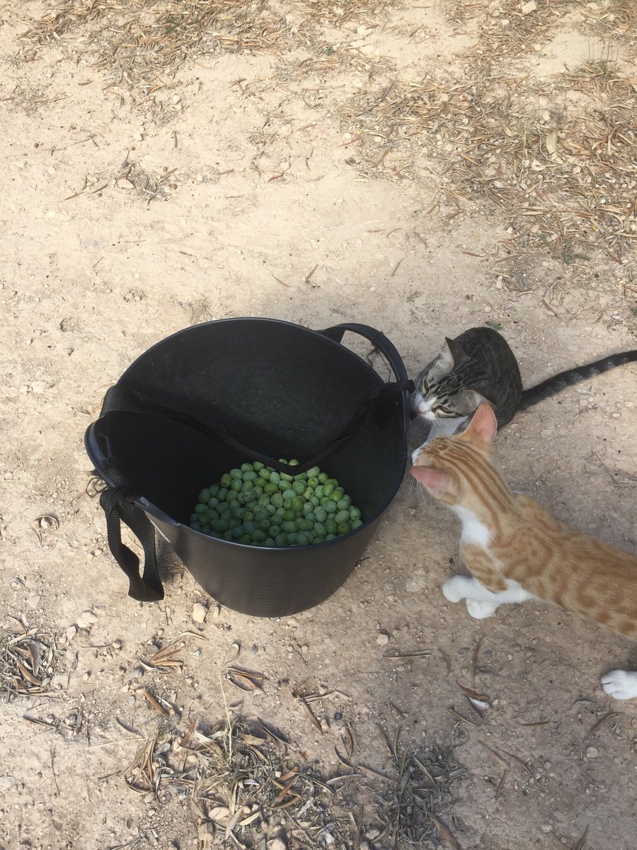 BrigittePowell1's tweet photo. Our Spanish eating olives. Picked by humans. Quality control by kittens 😊🇪🇸 https://t.co/yfTtc28RfI