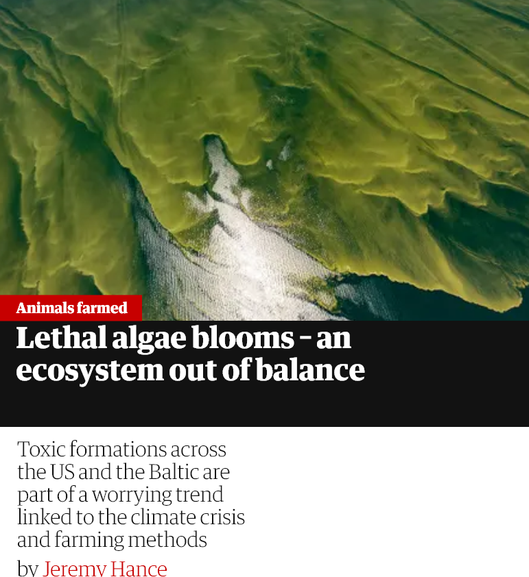 Microcystis causes harmful algae blooms that can decimate aquatic life and severely affect our freshwater reservoirs.