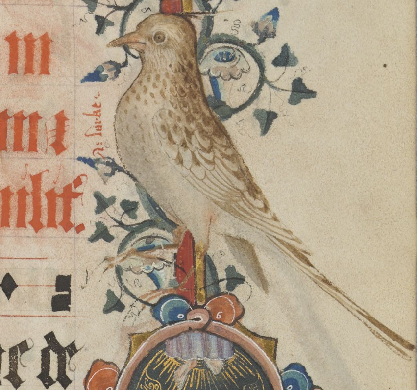 OEWordhord's tweet photo. #OldEnglish #WOTD: lāwerce, f.n: lark, specifically the skylark. (LAH-wehr-cheh / ˈlaː-wɛɹ-t͡ʃɛ) Image: Skylark in the Sherbourne Missal; England (Sherborne), c. 1399-c. 1407; @BLMedieval Add MS 74236, p. 369. https://t.co/fbb5IG5nqQ