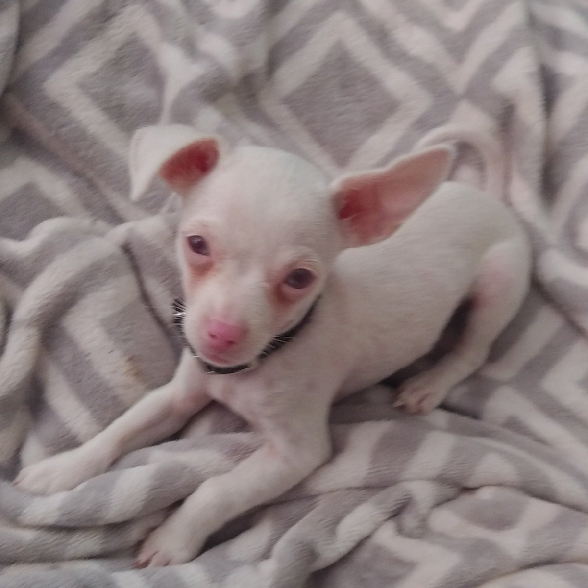 Brandy Alleman (alleman_brandy) Twitter