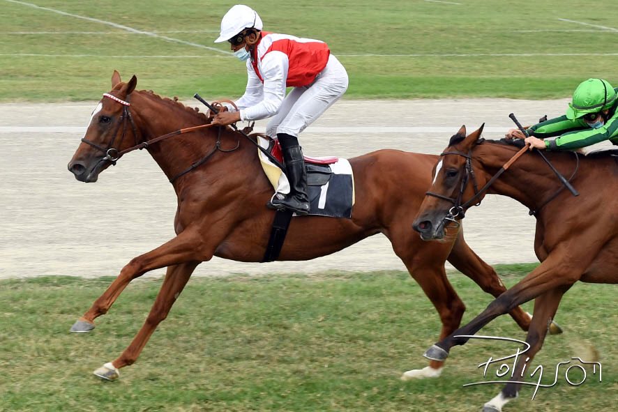 Hippodrome_Pau's tweet photo. Bravo #teamrouget pour cette victoire avec Ferblue et surtout un grand bravo à Tyson Ventadour pour son 1er succès 👏🏆  

Victoire également avec Bialystock 
Et Almona 🐴

#courseshippiques #courses #domainedesers #cheval #paumaville #pau #bearn https://t.co/DboqXPI41I