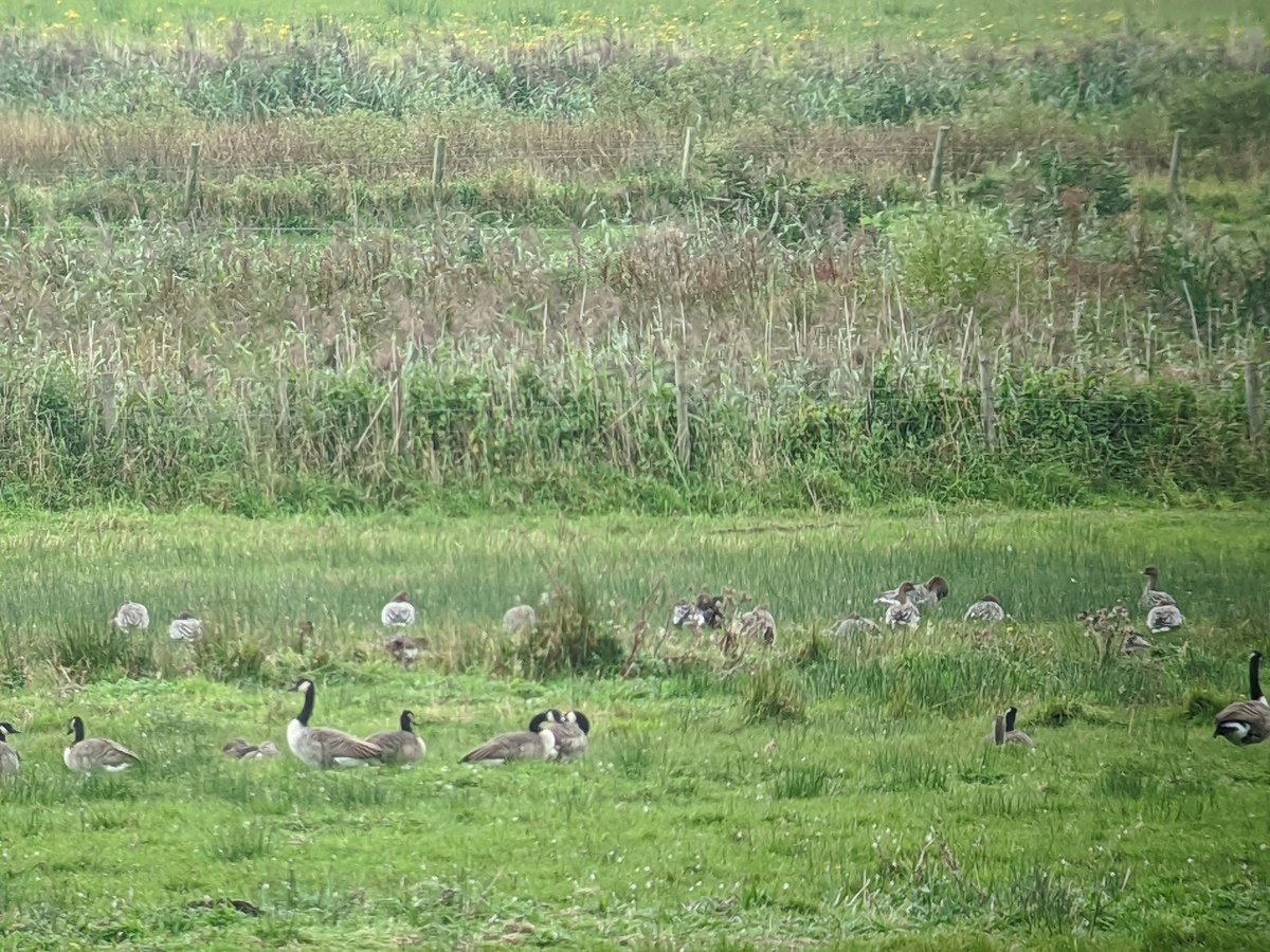 WWT Martin Mere tweet media