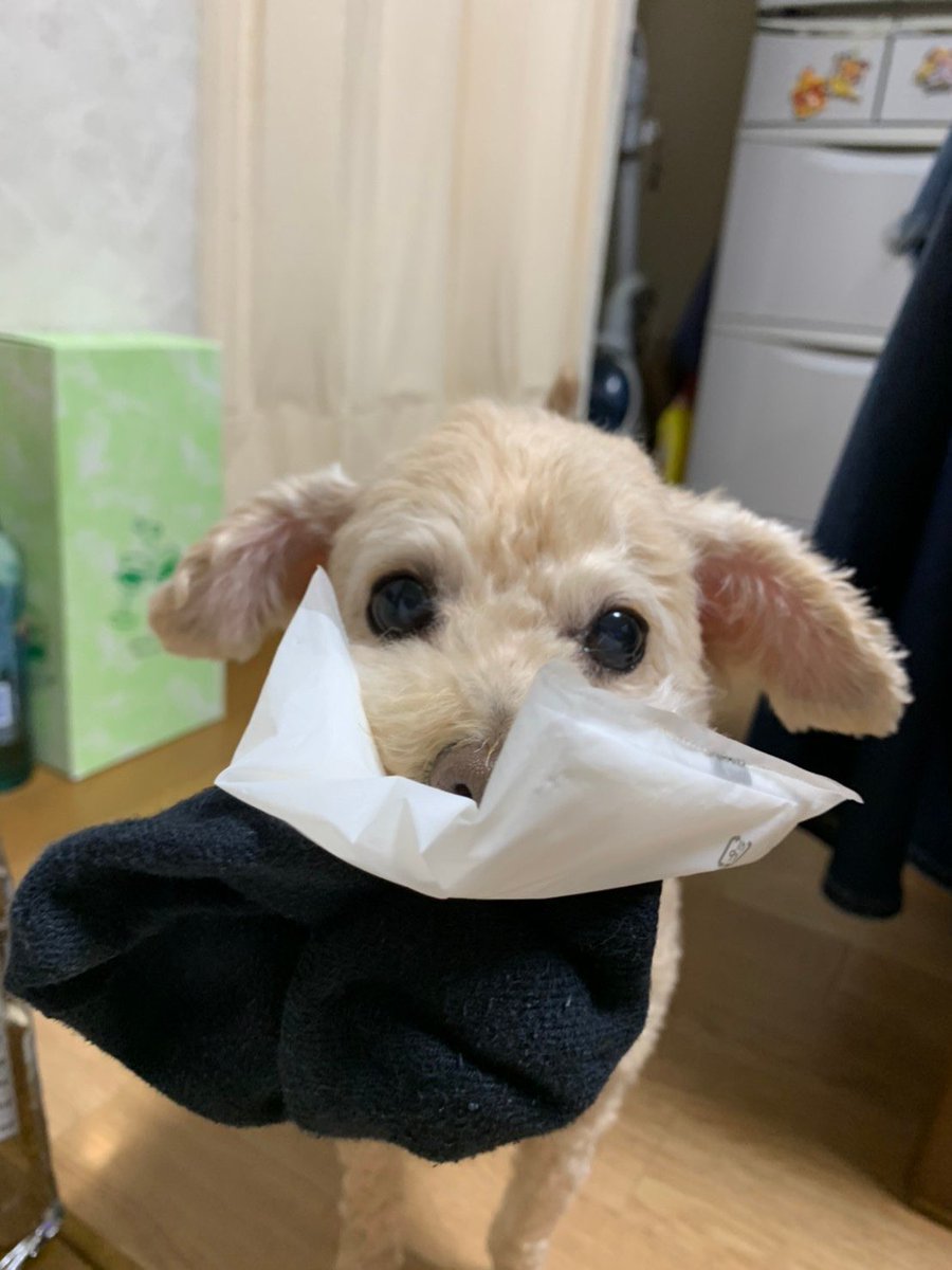 頑張って、靴下とティシュを２個持ちしております😂💦
おばあワン、まだまだ現役で悪さばっかり😅
#トイプードル
#11歳７ヶ月
#秘密結社老犬倶楽部
#いつもイタズラを探してる
#でも可愛い❤️