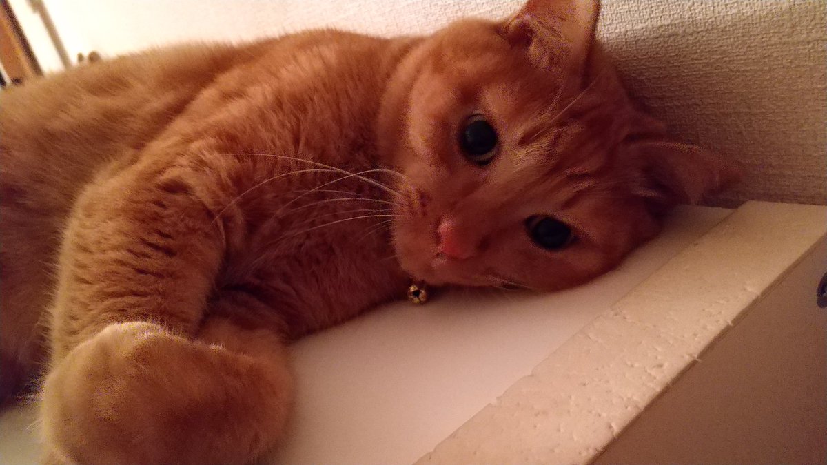 tami_tora's tweet photo. 「今夜は静かだからゆっくり寝ます」と言うております
#猫  #茶トラ  #とらじろう
#猫好きさんと繋がりたい 
#なんて
#言わせないでくれ https://t.co/4xPlL4PdPu