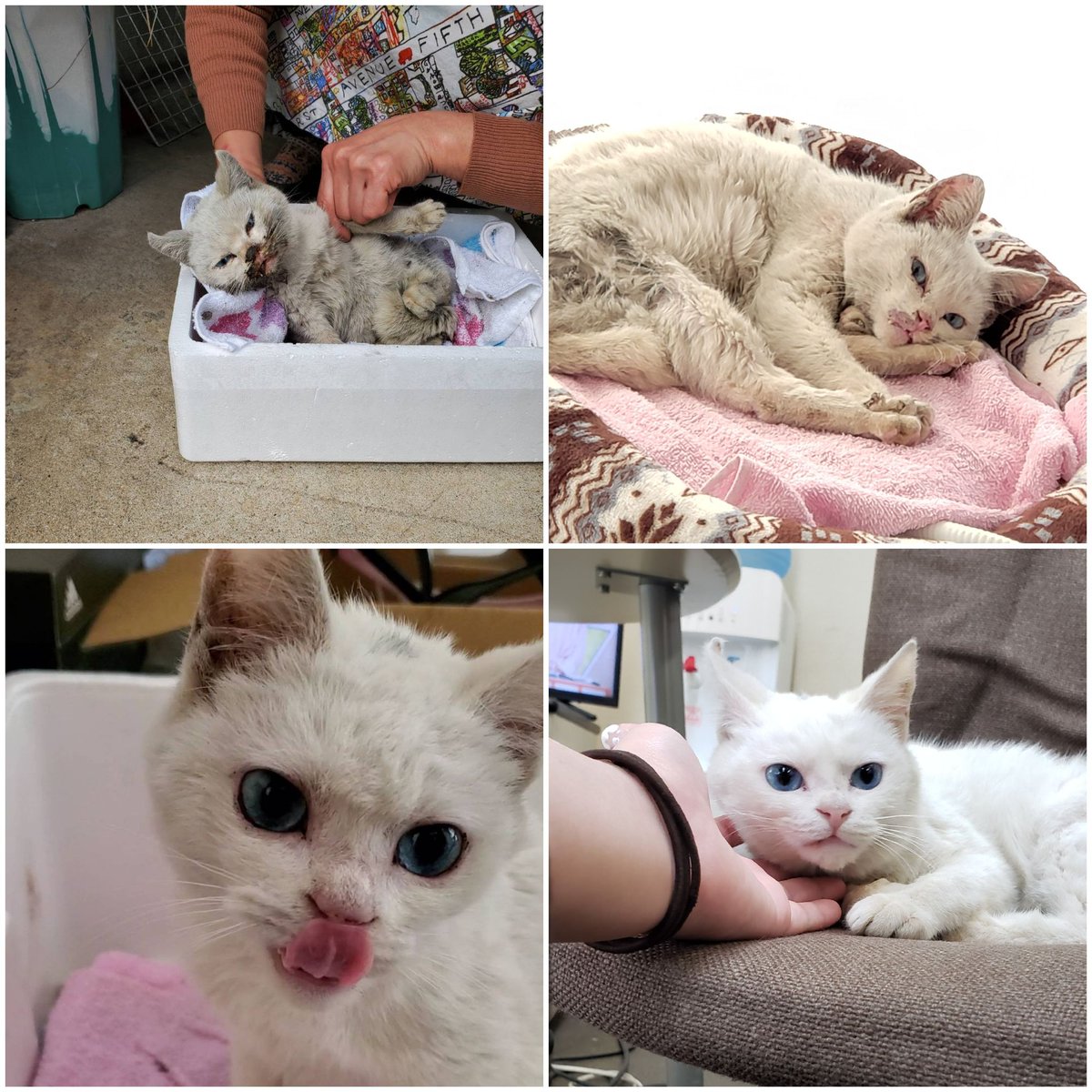 ねこかわいいよねこ ねこかわいいよねこ