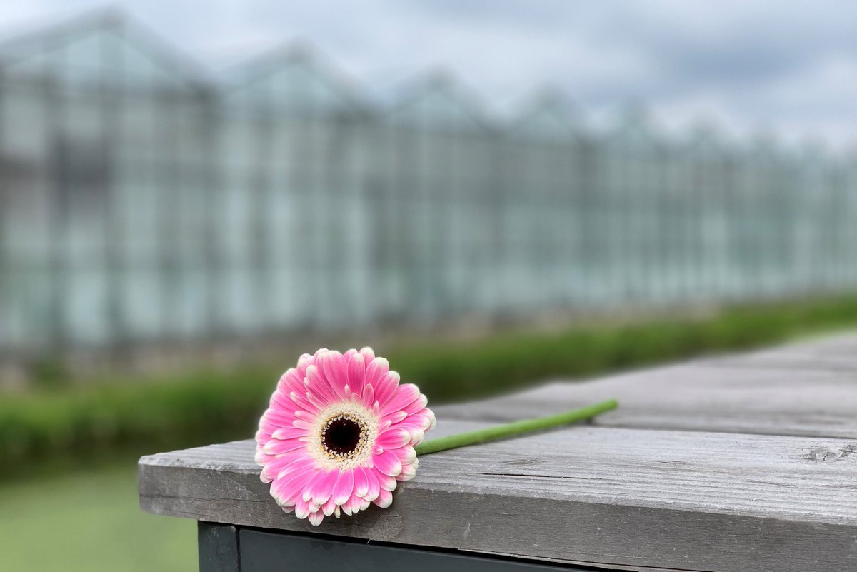 NEW! Germini Puck: a beautiful Germini with pink petals and white highlights on the tips. What do you think of this new germini?