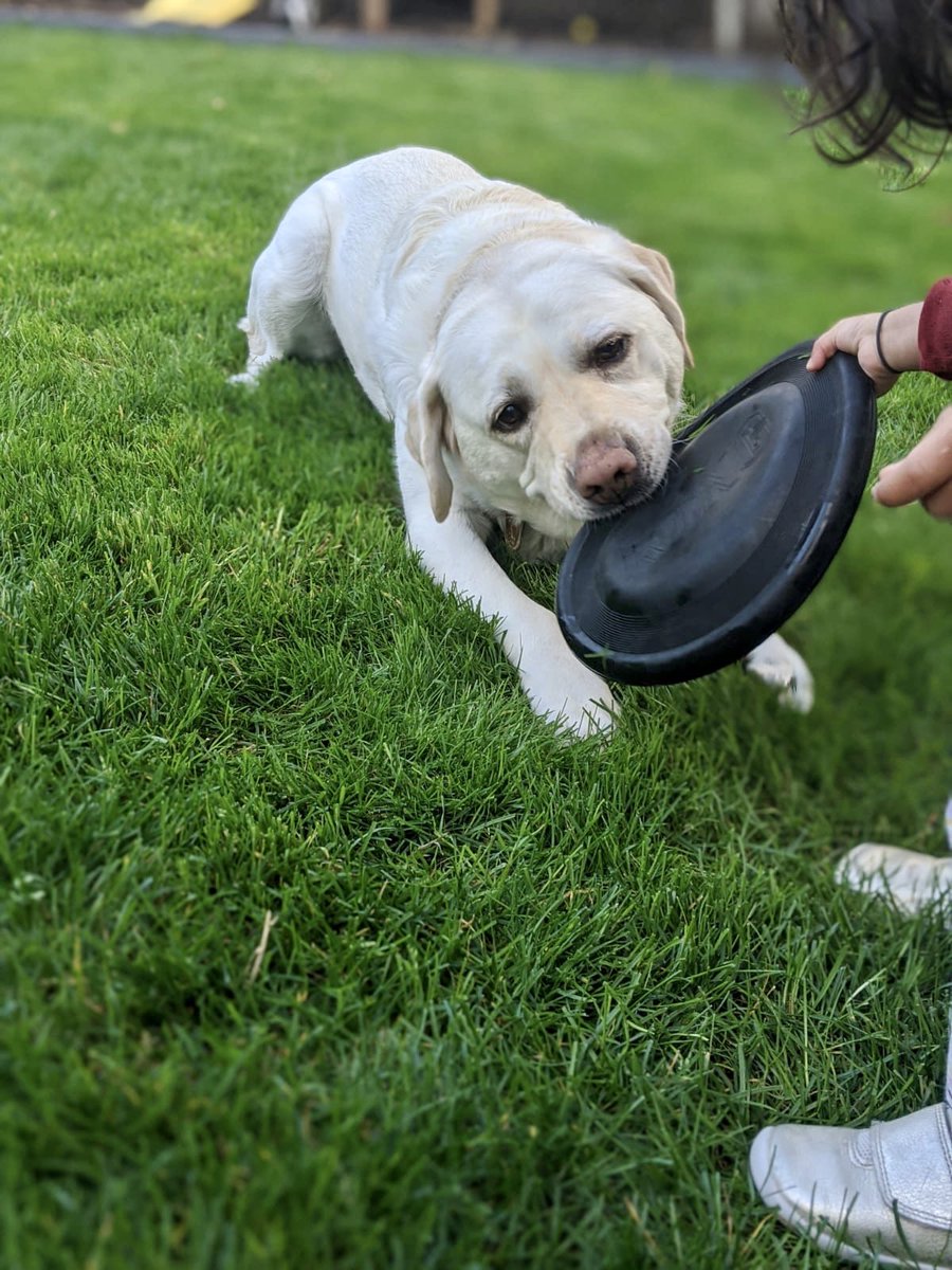 BlindDad_Uk's tweet photo. Having a bell attached to my daughters clothing is the only way I know where she is. That was until she found a way of removing it and attaching it to Kika😂
#BlindDad #BlindParent https://t.co/tN2sZ1QGjY