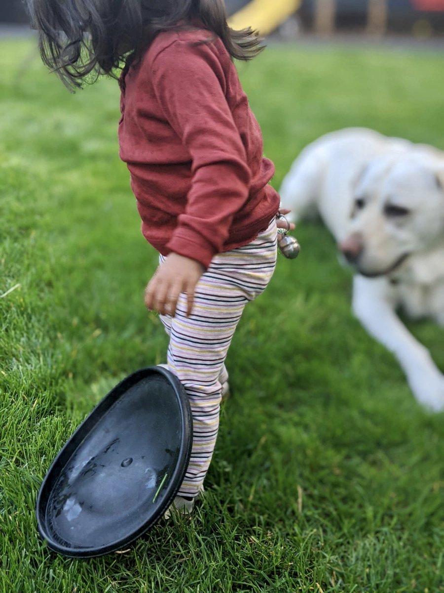 BlindDad_Uk's tweet photo. Having a bell attached to my daughters clothing is the only way I know where she is. That was until she found a way of removing it and attaching it to Kika😂
#BlindDad #BlindParent https://t.co/tN2sZ1QGjY