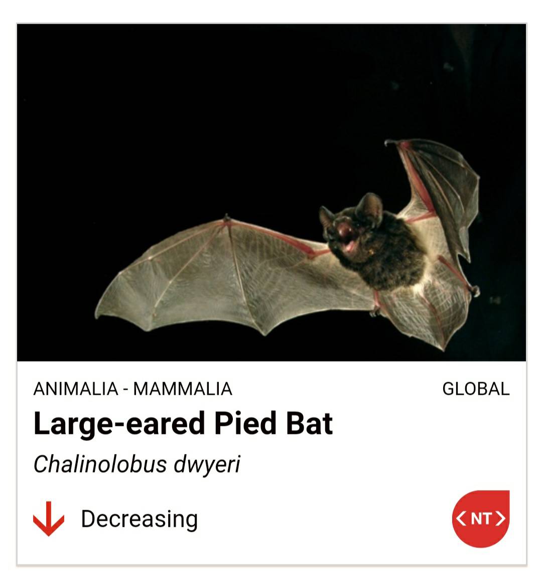 AnimalsAnonym's tweet photo. Today is Threatened Species Day 🐾

Threatened species are any species which are vulnerable to endangerment in the near future. https://t.co/EmQSCexdhY