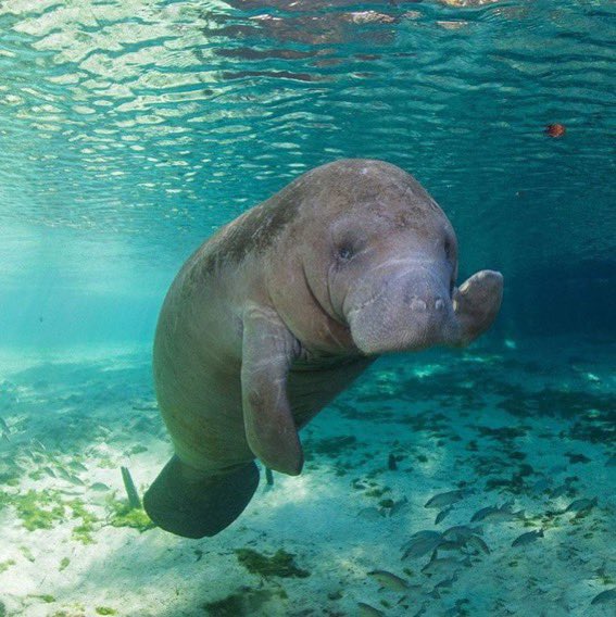 SaltwaterPlush's tweet photo. HAPPY INTERNATIONAL MANATEE DAY EVERYONE! ❤️#internationalmanateeday #savethemanatee https://t.co/EeZZF3pO0Z