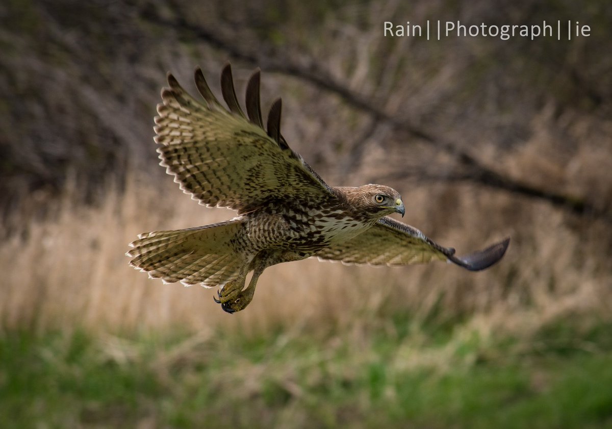 rainsharpe's tweet photo. Juvenile red tailed hawk happily hunting... https://t.co/xSQAlW2Vai