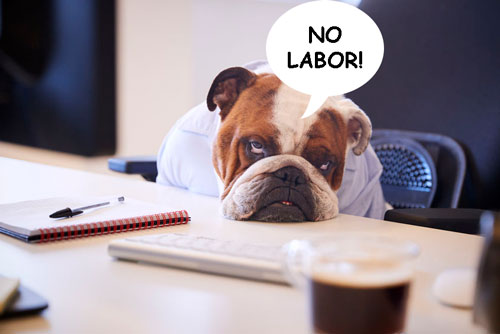 WheelchairsDog's tweet photo. Happy Labor Day! #nolabor #laborday #dogs https://t.co/cSfv8Ua5K4