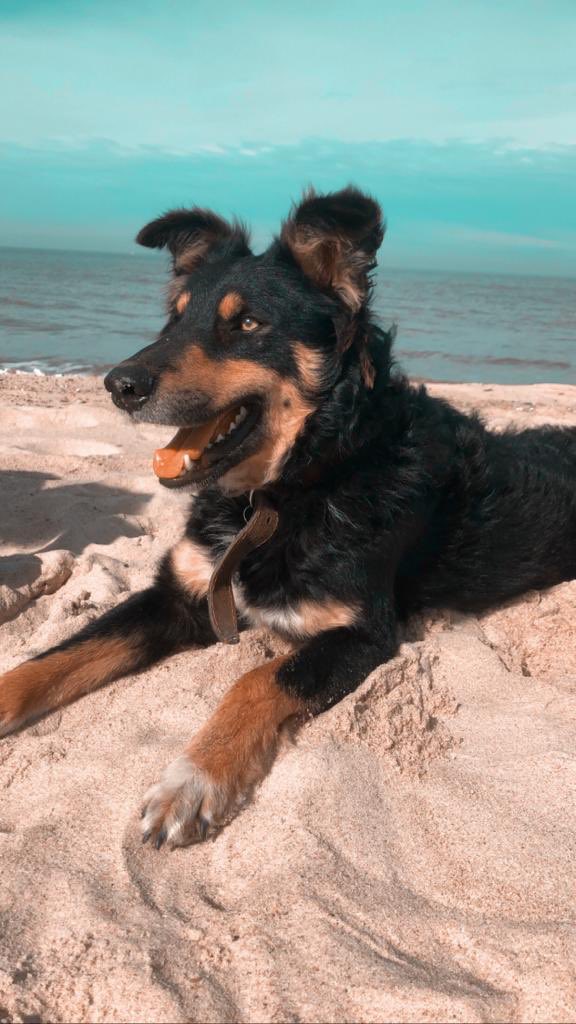 Feliz cumpleaños número dos para el amor mas grande y puro que tengo, te amo de aquí a la luna hijito, sos lo mejor🐶🥰😍🥳