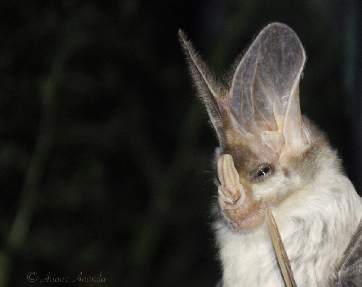 AusBats's tweet photo. #ThreatenedSpeciesDay = even more opportunities to put #bats in the spotlight! 🦇

Check out some incredible sound clips of the chatty, carnivorous #ghostbat below! 

(FYI our #microbatmonday feature today is actually thought to be a prey item of the ghost bat!😬) https://t.co/yq9JOEa2jg