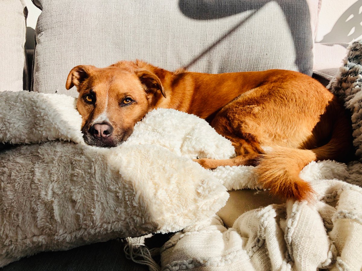 Direct Rooflights tweet media