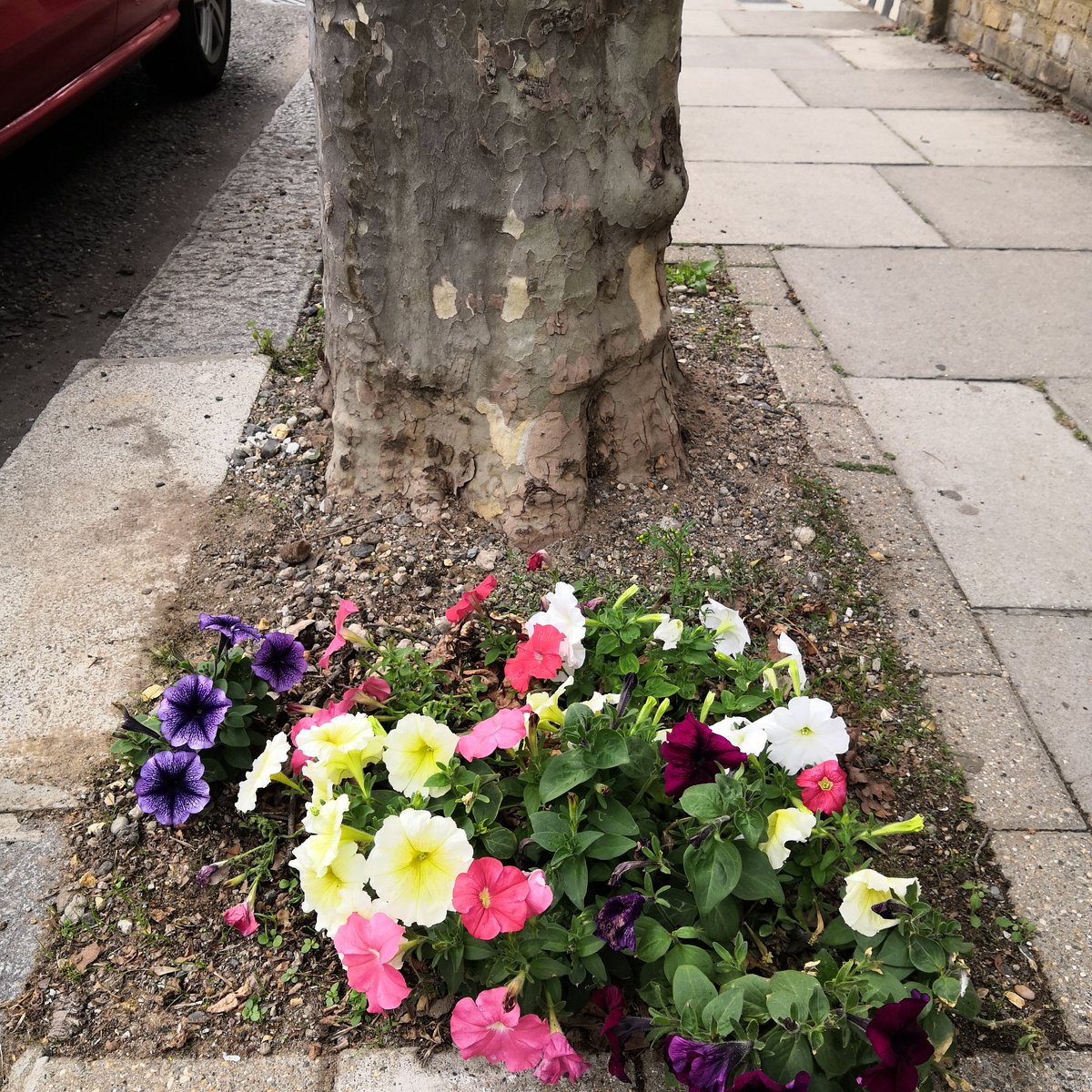 avenue_third's tweet photo. Another Queen's Park tree pit for you. This one's on Oliphant https://t.co/UNEel5aOns