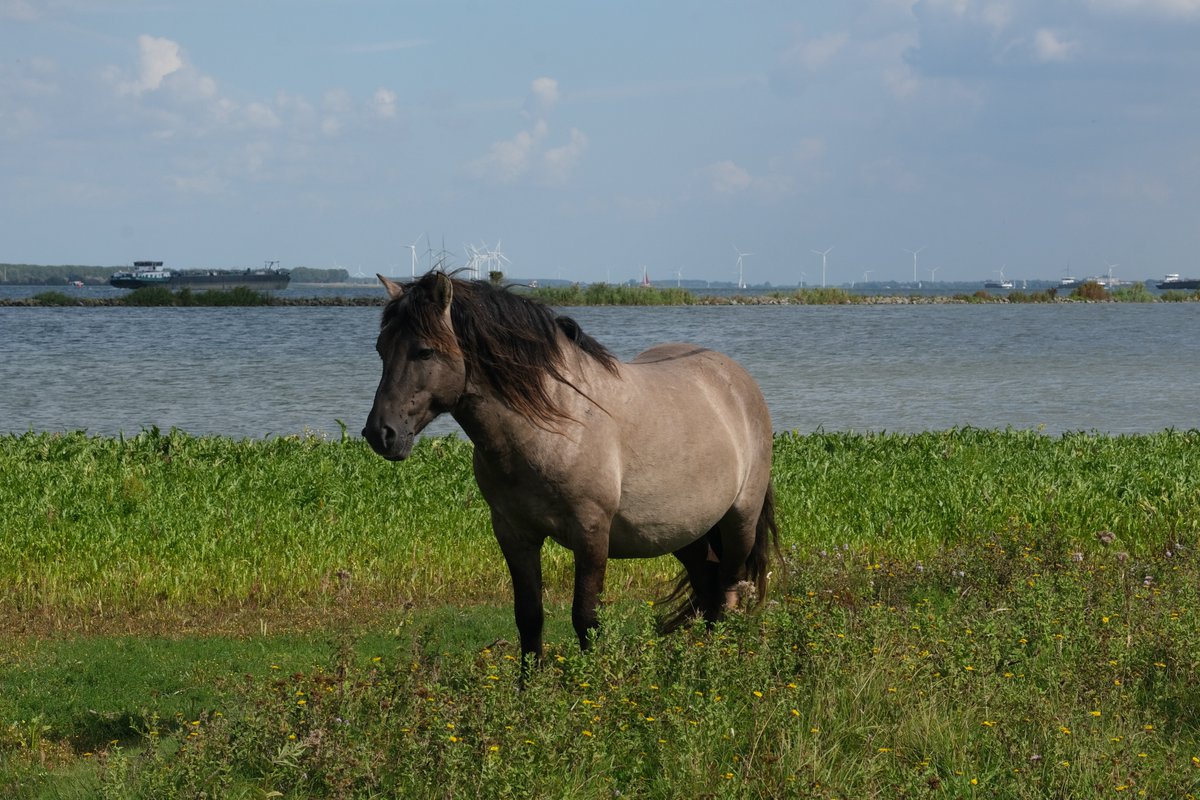Apis1Apis's tweet photo. Koniks op de #SvdH, op hun favoriete plek aan het strand #costadelkrammervolkerak @ZeeuwsLand @FREE_Nature #freenature https://t.co/NCEenuDIyj