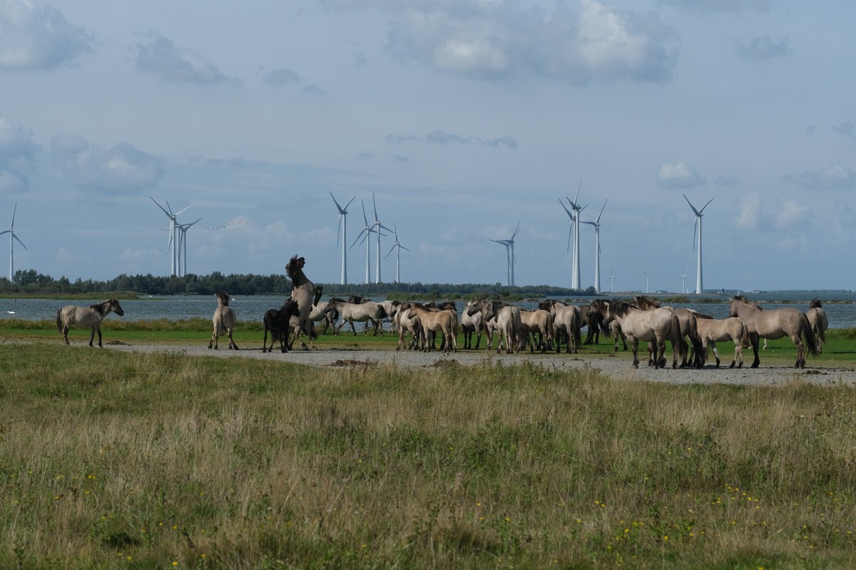 Apis1Apis's tweet photo. Koniks op de #SvdH, op hun favoriete plek aan het strand #costadelkrammervolkerak @ZeeuwsLand @FREE_Nature #freenature https://t.co/NCEenuDIyj
