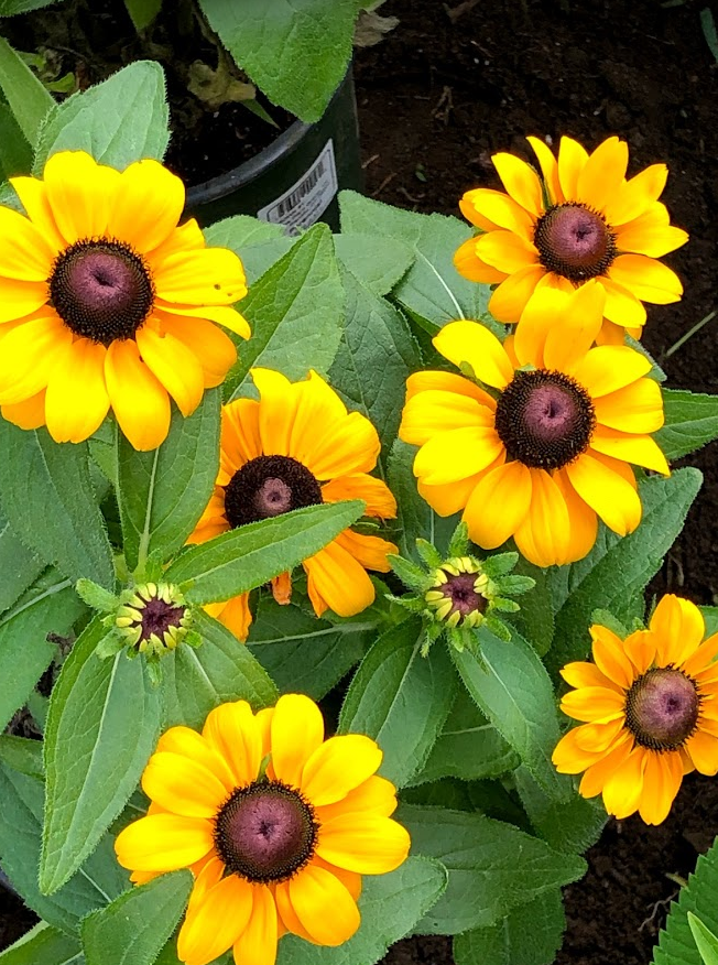 bugsandstuff's tweet photo. Fall gardening is a good way to get kids (and adults!) outside, physically distanced and emotionally supported. ~ https://t.co/8DNvq3Y6uB https://t.co/ie93tl9GS6