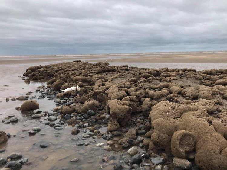 nogasstorage's tweet photo. Thanks to Fran for these amazing close up photos of the honey comb reef growing close to Rossall beach #Fleetwood where Halite’s brine outfall pipe is supposed to be built. This protected species is important to shelter other marine life along the coast #NoGasStorage #SaveOurSeas https://t.co/hdijhxUj0a